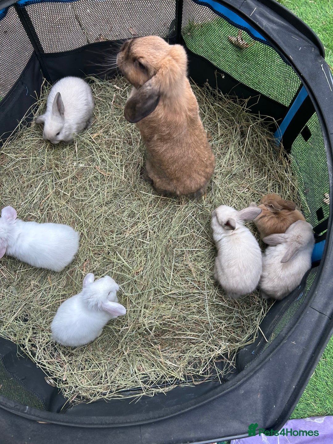 Mini Lop rabbits for sale: 6 pure baby mini lops  - Image 2