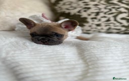 French Bulldog dogs for sale: Quality French Bulldog Puppies L4 carriers - Image 15