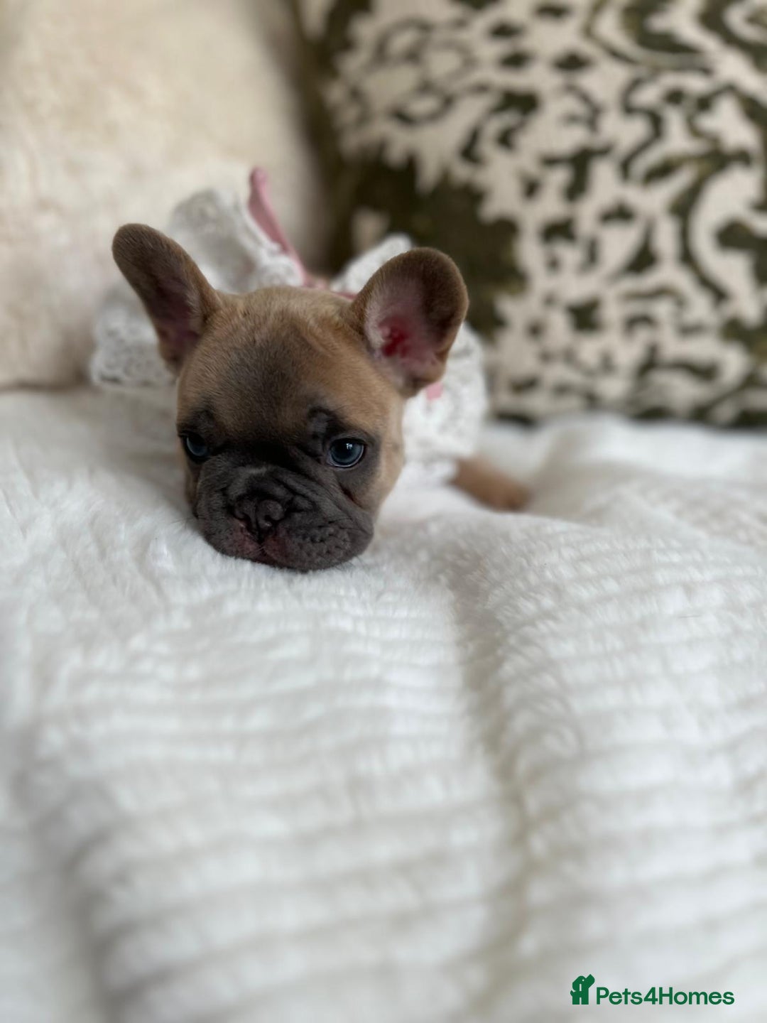 French Bulldog dogs for sale: Quality French Bulldog Puppies L4 carriers - Image 15