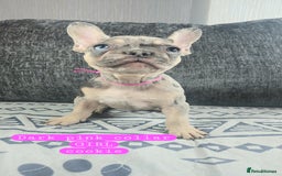 French Bulldog dogs for sale: KC unique french bulldogs - Image 2
