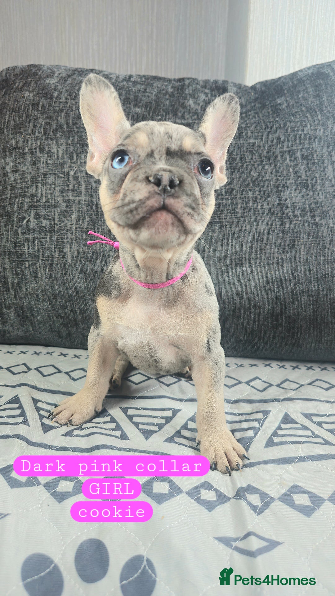 French Bulldog dogs for sale: KC unique french bulldogs - Image 2