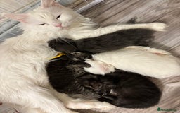 Maine Coon cats for sale: Beautiful XL Maine coon kittens 1 male 1 female  - Image 1