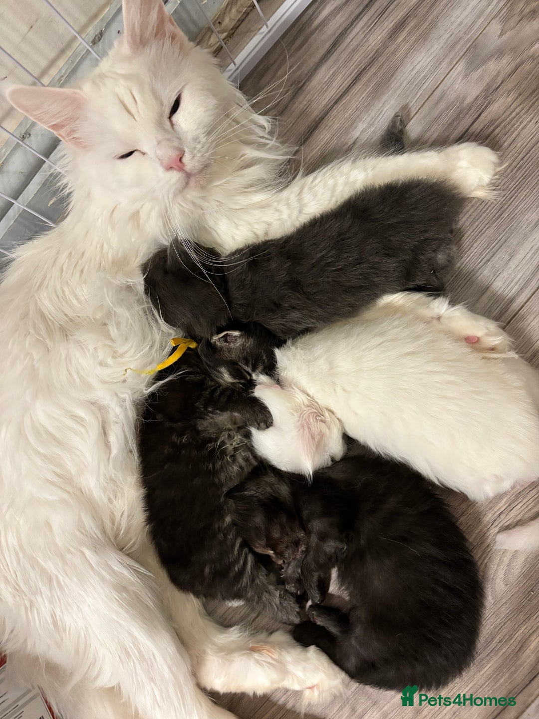Maine Coon cats for sale: Beautiful XL Maine coon kittens 1 male 1 female  - Image 1