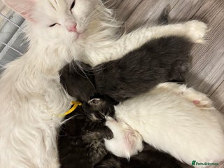 Maine Coon cats - Advert 6