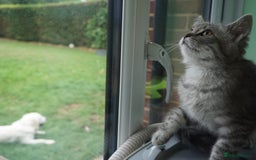 Persian cats for sale: ADORABLE RUSSIAN BLUE X PERSIAN KITTENS - Image 14