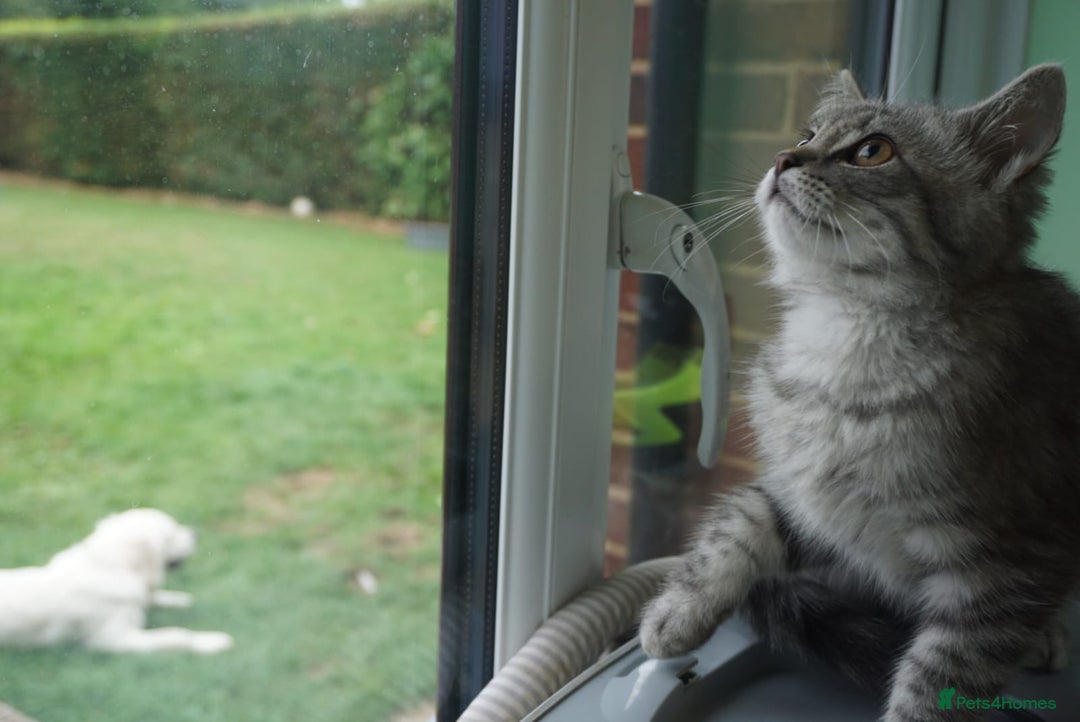 Persian cats for sale: ADORABLE RUSSIAN BLUE X PERSIAN KITTENS - Image 14