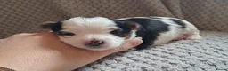 Biewer Terrier dogs for sale: Last Beautiful Biewer Boy left❤️ - Advert 15