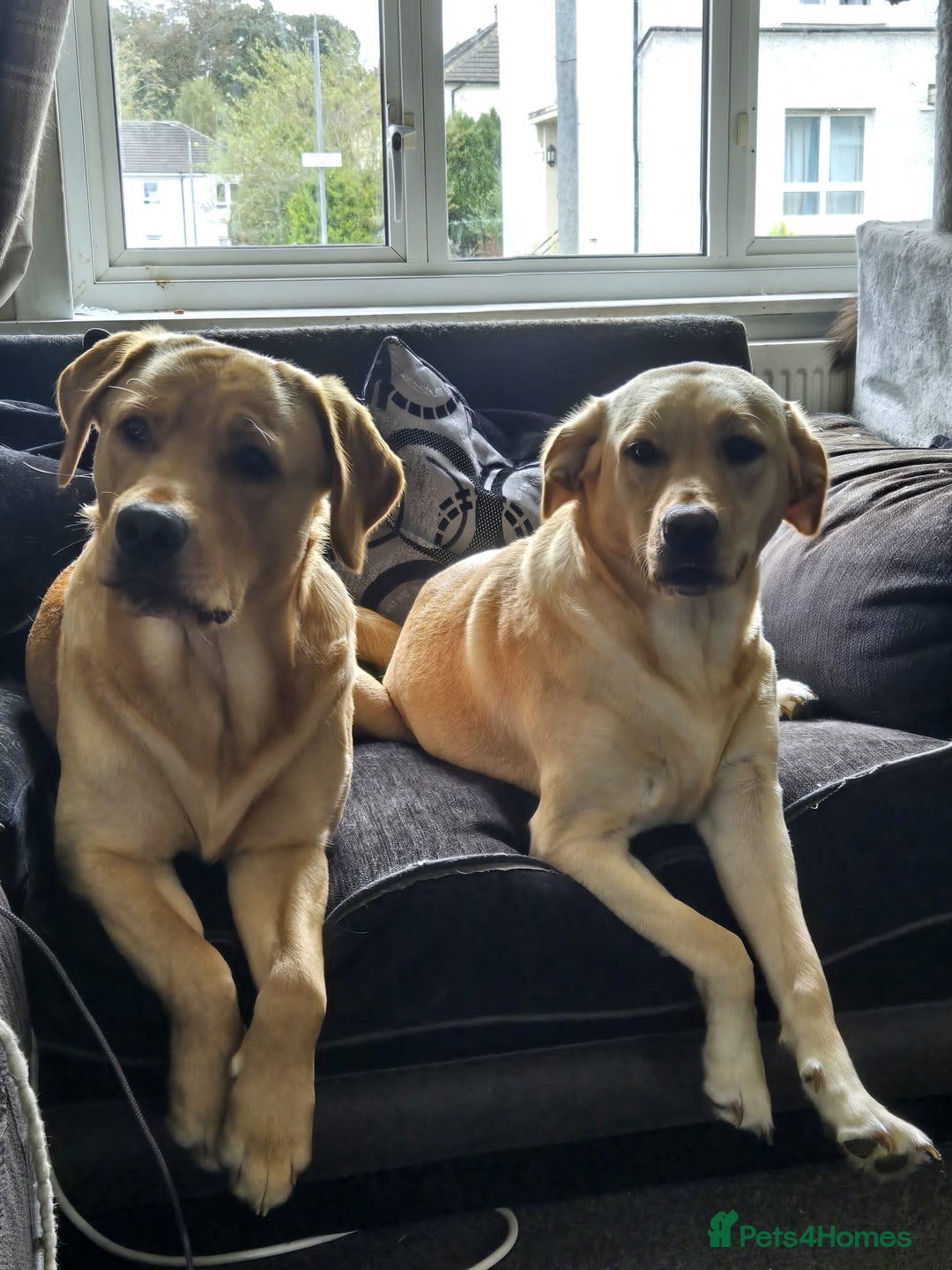 Labrador Retriever dogs for sale: Mr Neil Houston - Image 12