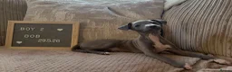 Italian Greyhound dogs for sale: Beautiful small Italian greyhound puppies  in London - Advert 8