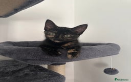 Mixed Breed cats for sale: 2 gorgeous girls tabby and tortoise shell - Image 11