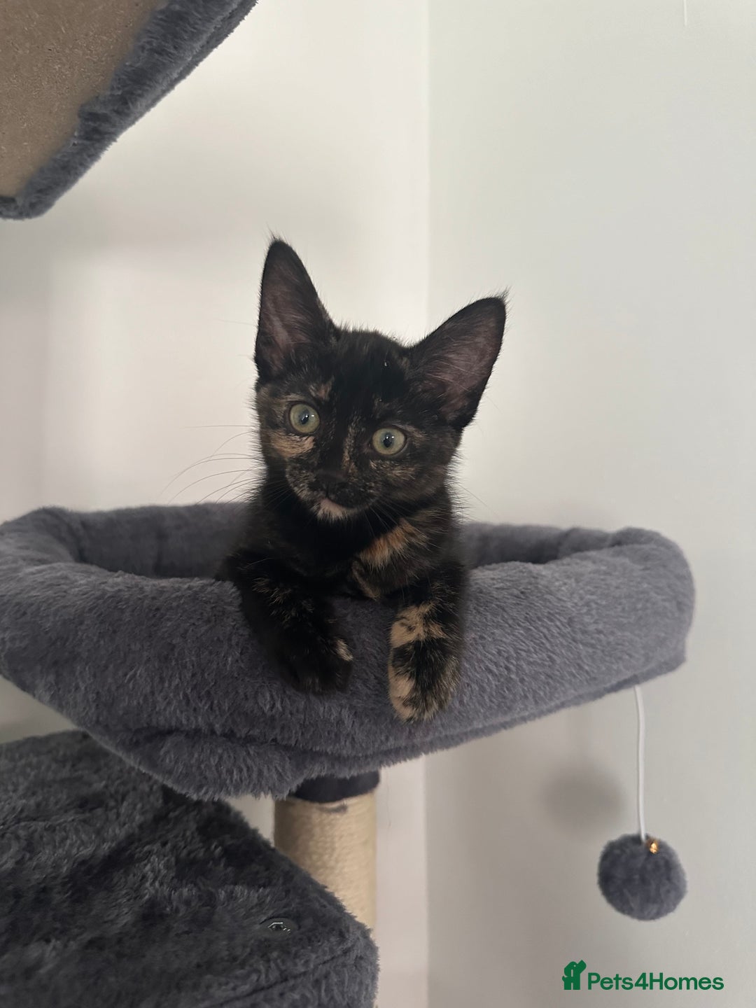 Mixed Breed cats for sale: 2 gorgeous girls tabby and tortoise shell - Image 11