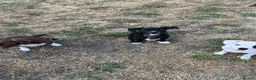 Mixed Breed dogs for sale: 19week old mixed breed  - Advert 7