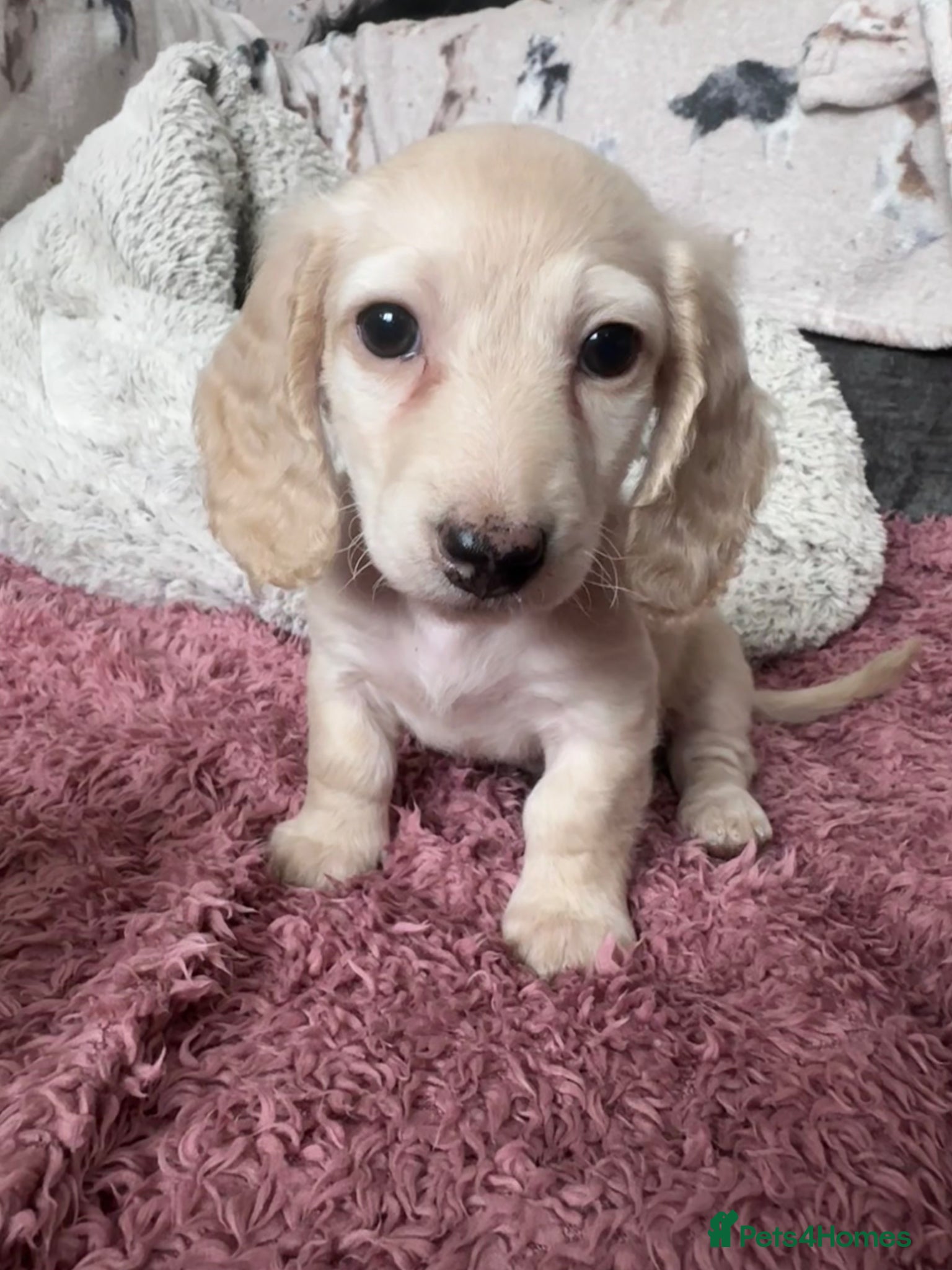 Miniature Dachshund Puppy 4