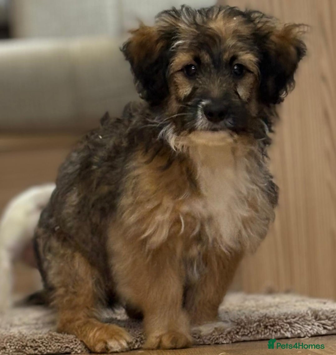 Jack Russell dogs for sale: Jack Russell Puppies… - Advert 20