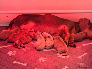 Miniature Dachshund dogs STUNNING miniature Daschunds - Advert 3