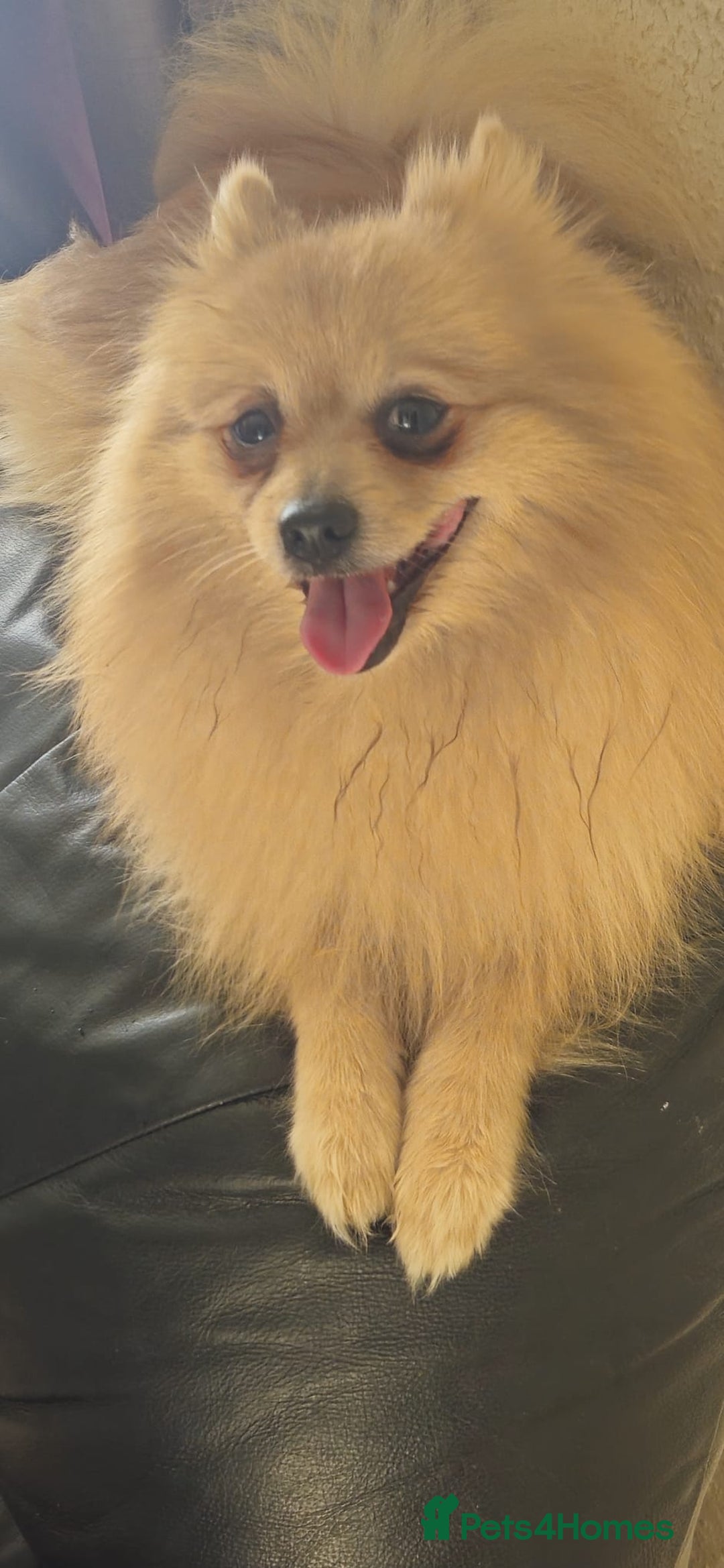 Pomchi dogs for sale: 🐻 Fluffy Rainbow Pomchis 🌈 - Advert 11