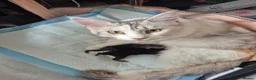 Maine Coon cats for sale: Beautiful Maine Coon baby floofs - Advert 2