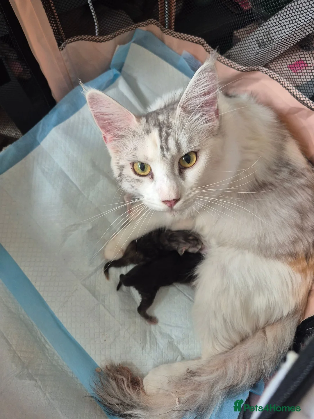 Maine Coon cats for sale: Beautiful Maine Coon baby floofs - Advert 2