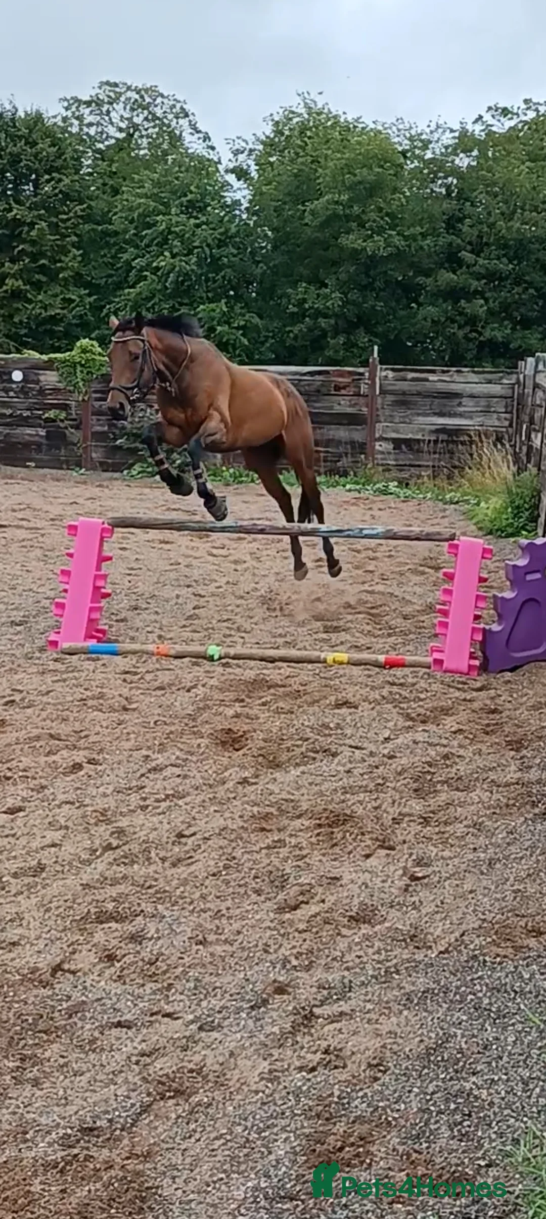 Irish Thoroughbred horses for sale: 16.2 tb gelding  - Advert 5