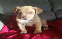Dogue De Bordeaux dogs for sale: Gorgeous DOUGUE Babies - Image 17