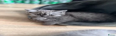 Scottish Fold 4