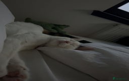 Domestic Shorthair cats for sale: 2 female kittens - Image 7