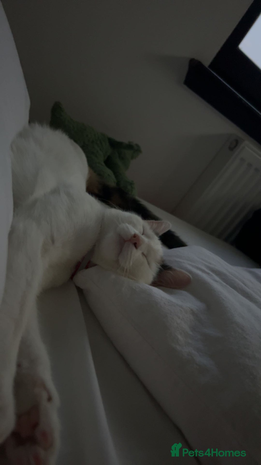 Domestic Shorthair cats for sale: 2 female kittens - Image 7