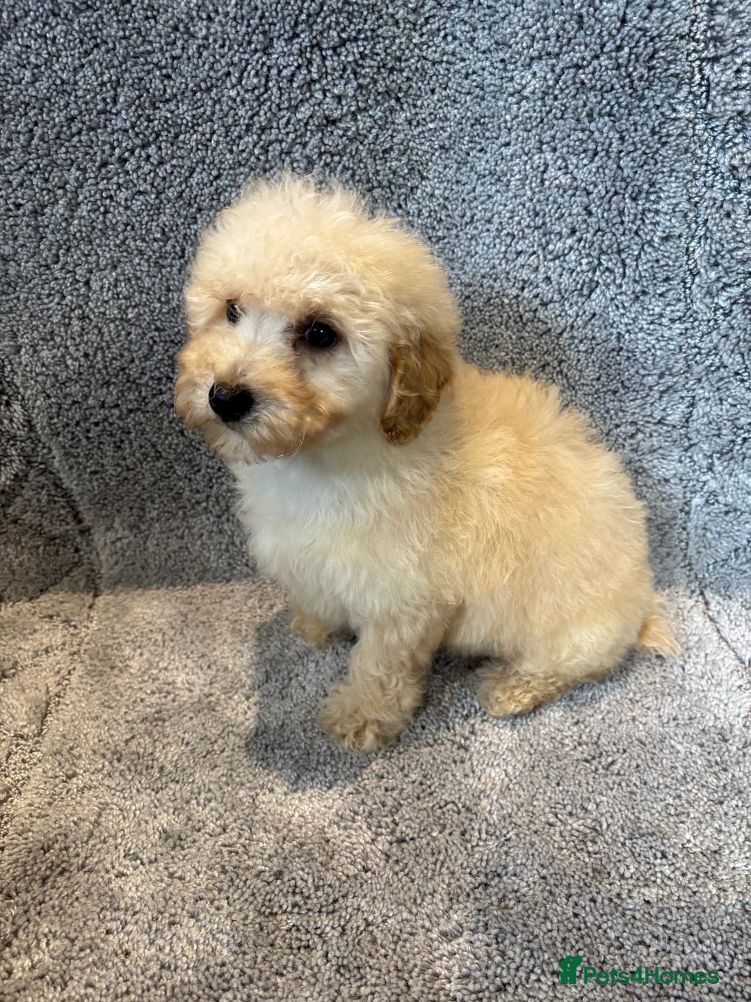 Poochon dogs for sale: Beautiful f1 poochon puppys READY NOW!!! - Advert 10