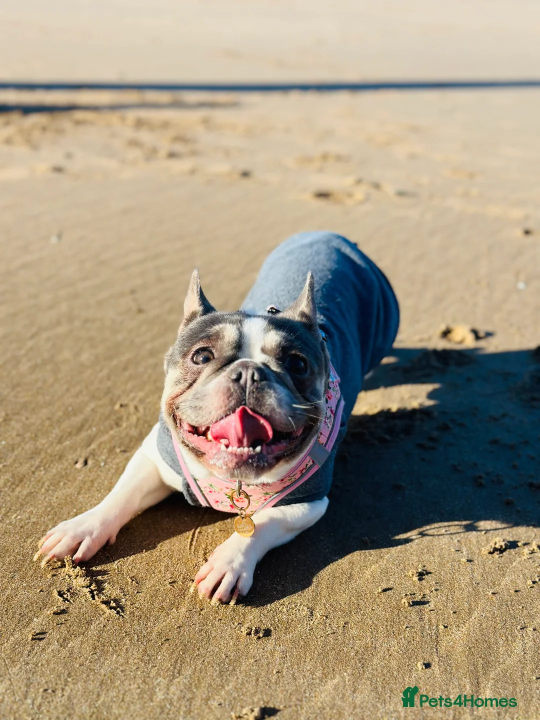 French Bulldog dogs for sale: 2 year old French Bulldog  - Advert 2