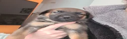 Belgian Shepherd Dog dogs for sale: Belgian malinois x german shepherd  - Advert 5