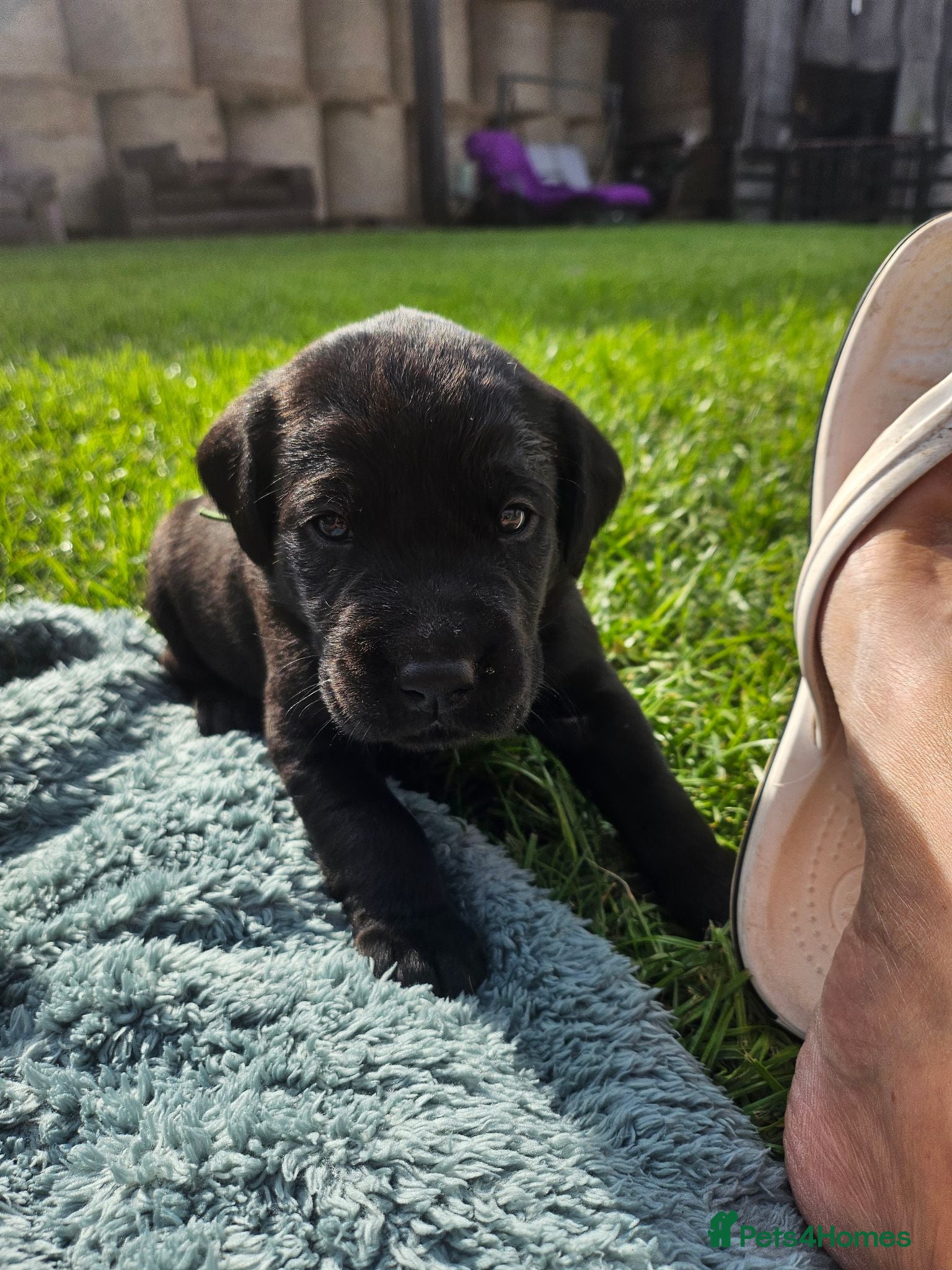 Labrador Retriever dogs Ready Sunday 30/8- last boy black labrador puppy - Advert 2