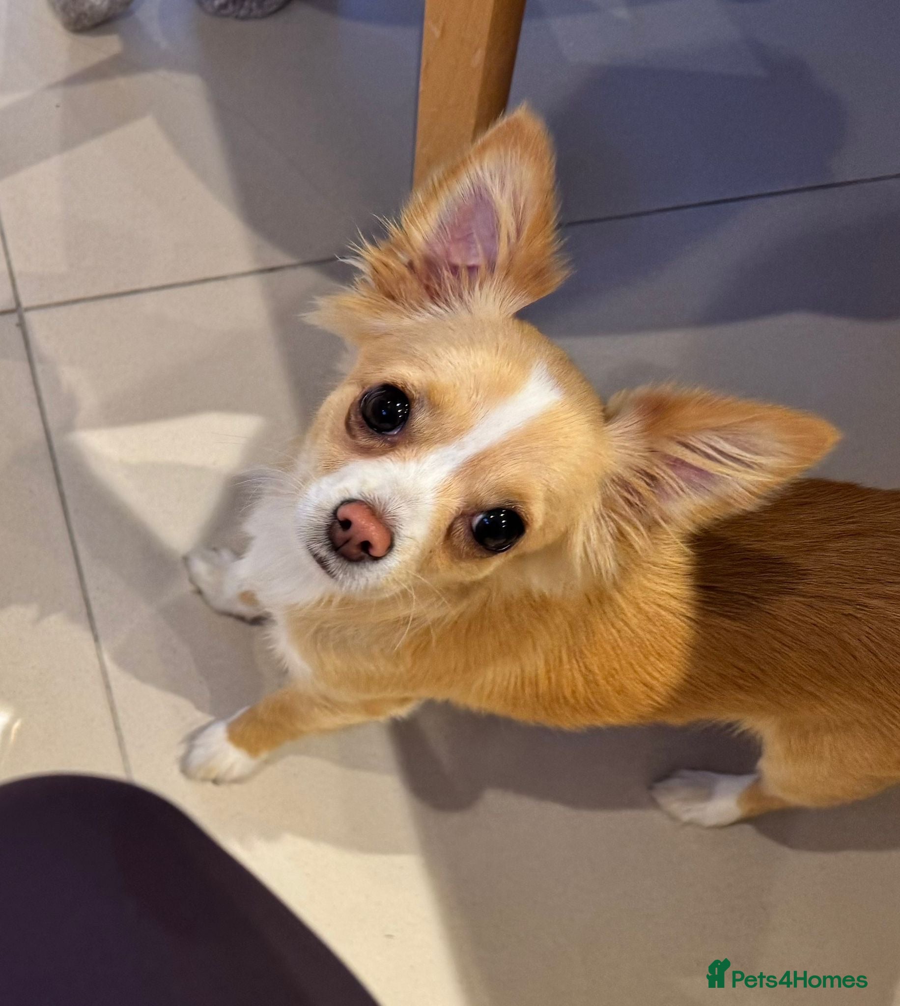 Chihuahua dogs 10 month old female chihuahua  - Advert 2