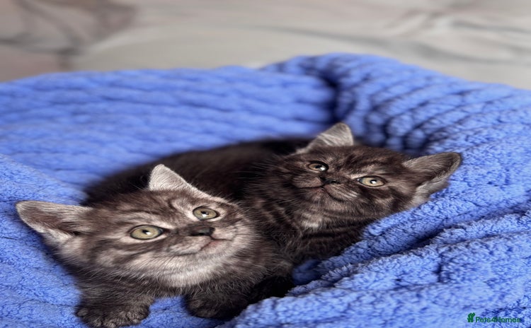 British Shorthair cats - Advert 4