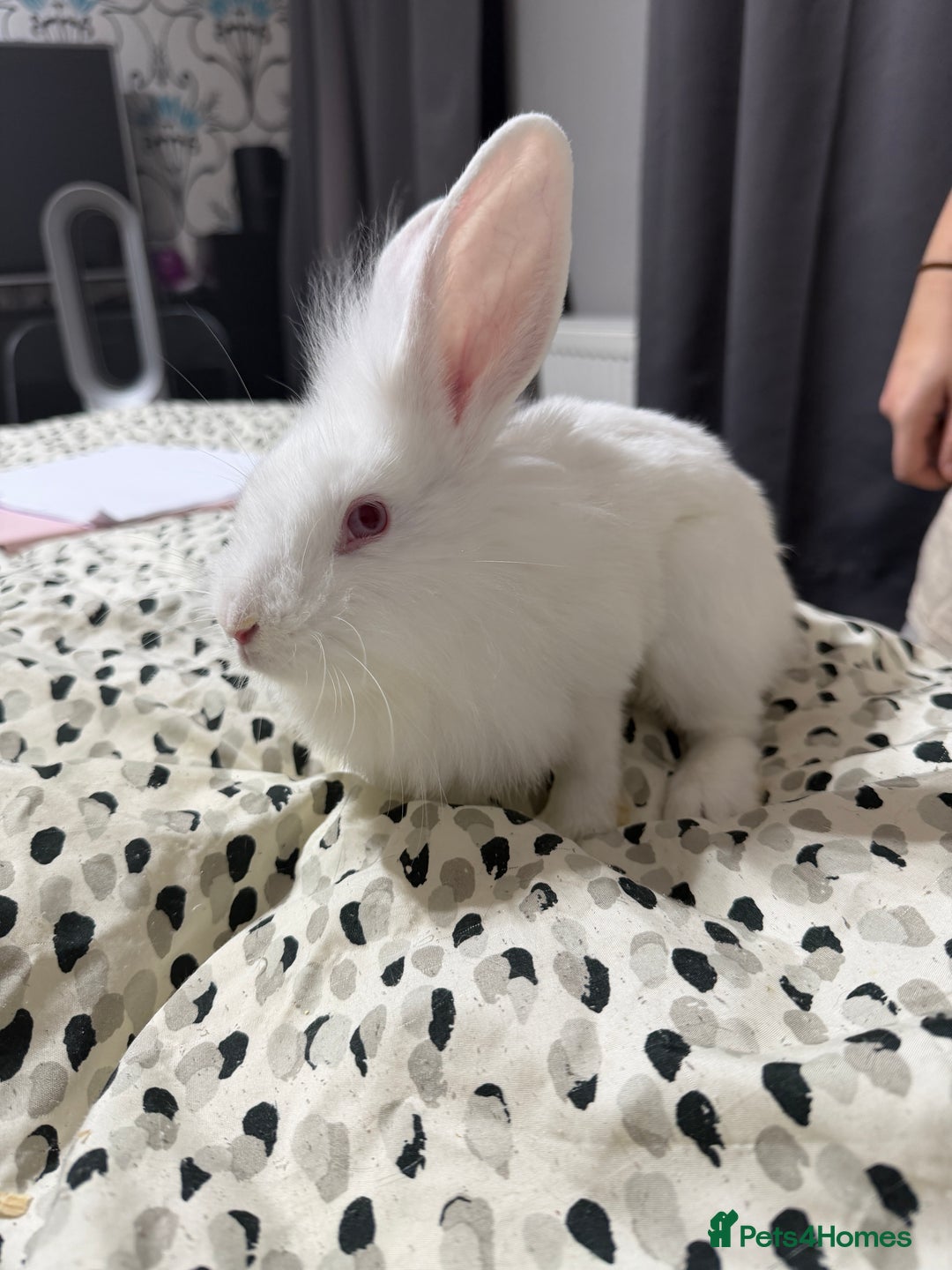 Lionhead rabbits for sale: Two female white rabbits - Advert 4