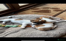 Yorkshire Terrier dogs for sale: Small Jack Russell Terriers - Image 1