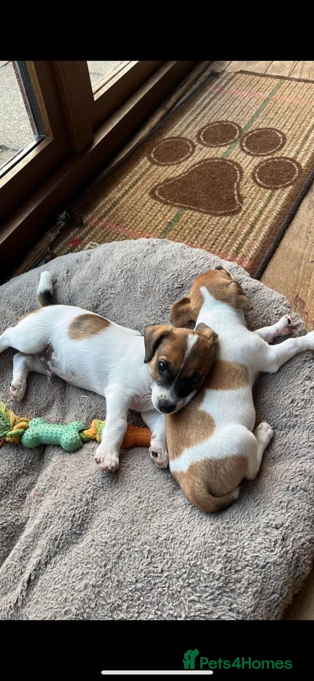 Yorkshire Terrier dogs for sale: Small Jack Russell Terriers - Image 1