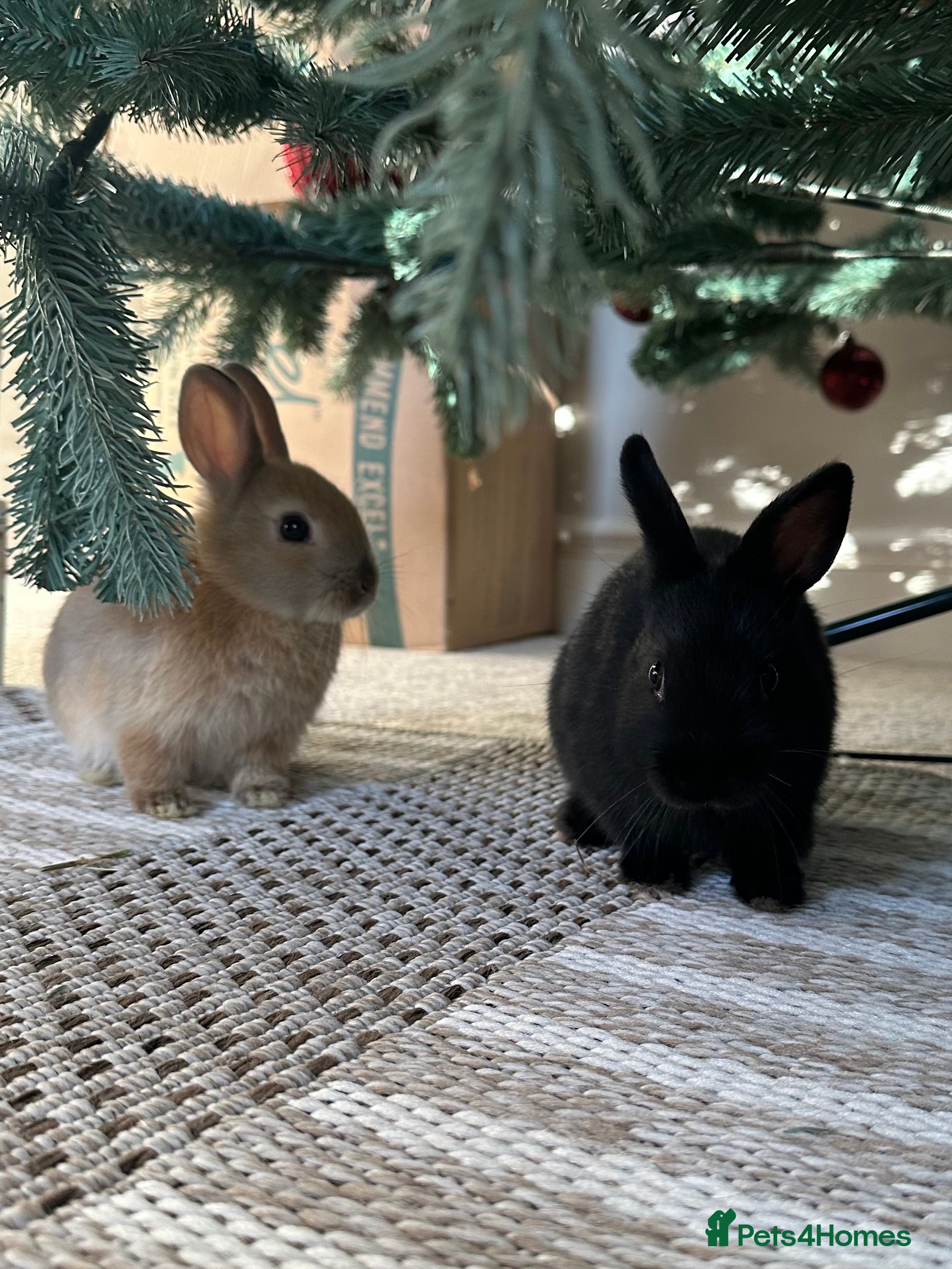 Netherland Dwarf rabbits Dwarf Netherlands rabbits  - Advert 9