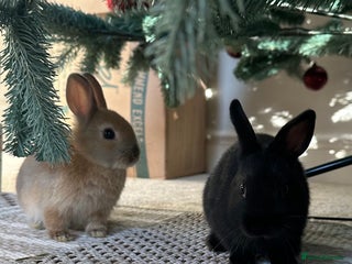 Netherland Dwarf rabbits Dwarf Netherlands rabbits - Advert 9