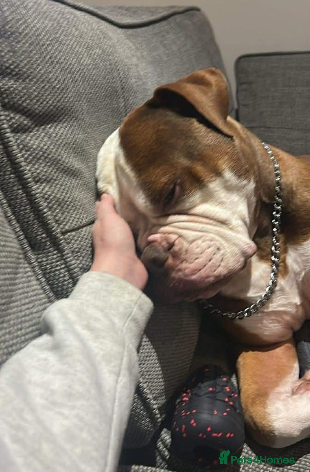 Mixed Breed dogs for adoption: Meet Tyson, currently residing in Hertfordshire  - Advert 4