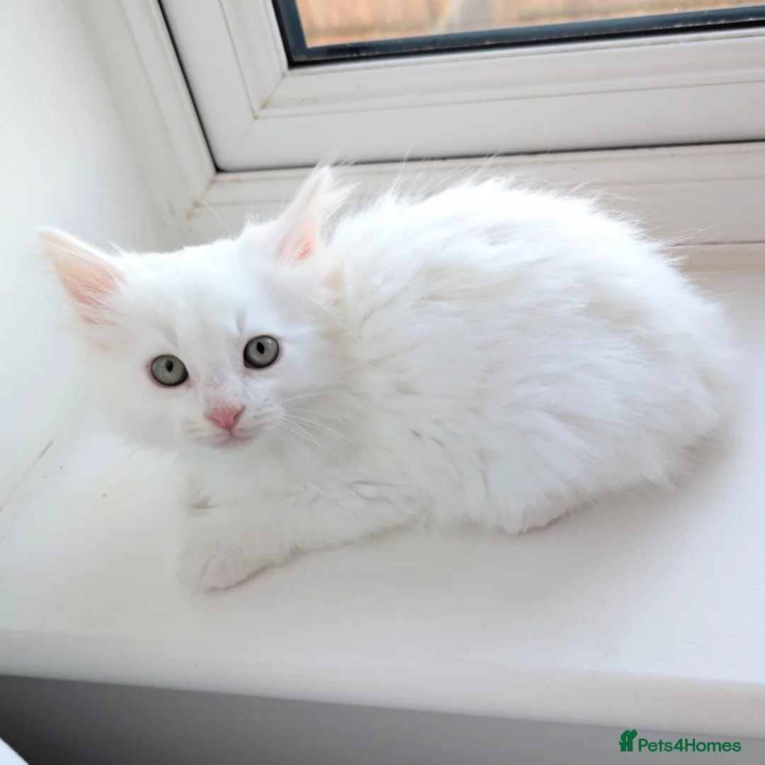 Turkish Angora cats for sale: Affectionate Turkish Angora Boy - Advert 3