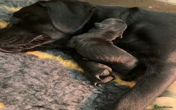 Labrador Retriever dogs for sale: KC Registered Labrador Puppies - Image 5