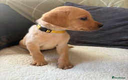 Labrador Retriever dogs for sale: Female Yellow Labrador Puppy  - Image 15