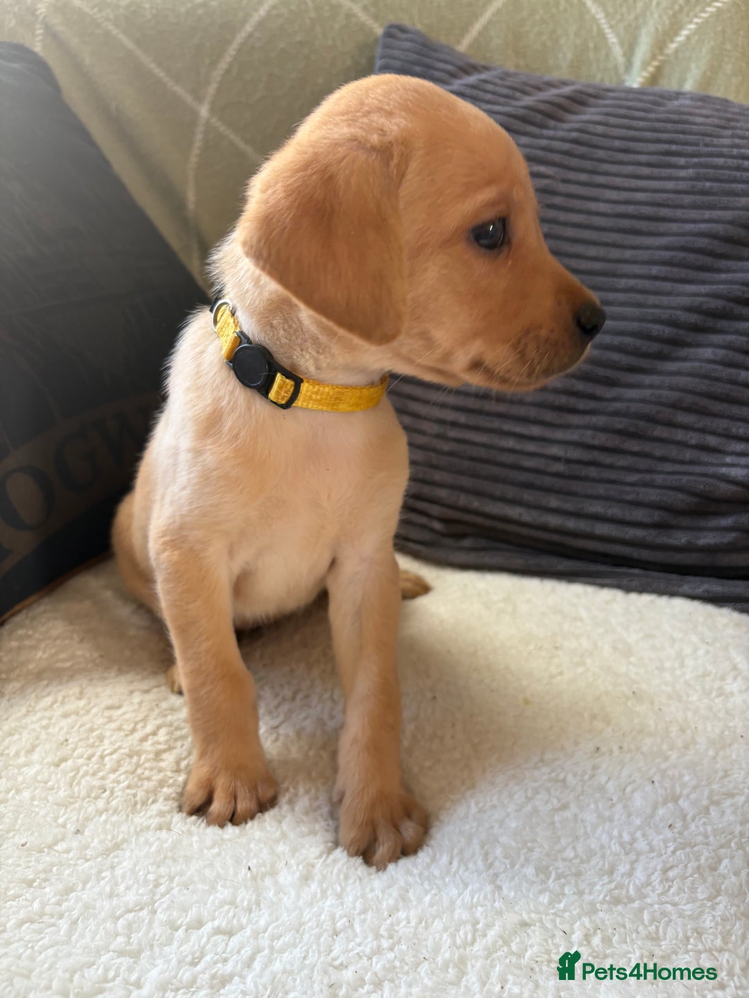 Labrador Retriever dogs for sale: Female Yellow Labrador Puppy  - Image 15