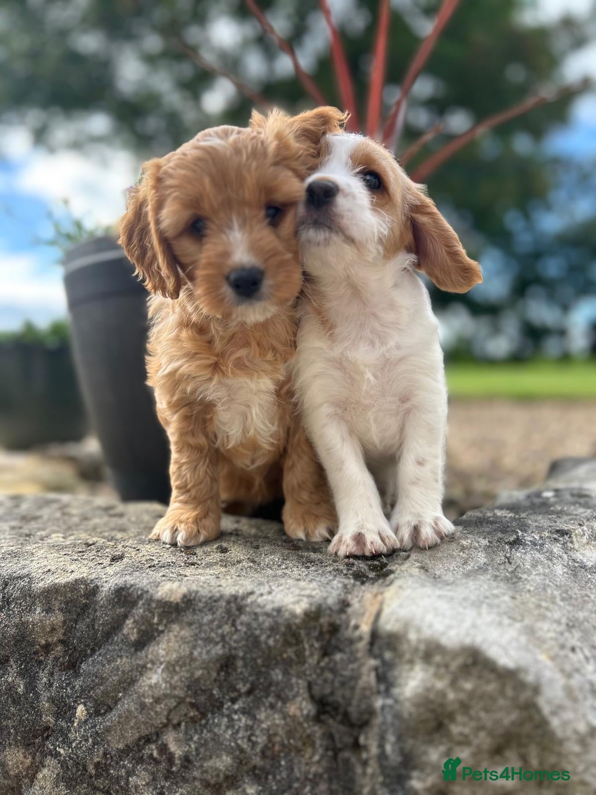Cockapoo dogs (1 GOLDEN GIRL LEFT) First generation Cockapoo Pup - Advert 2