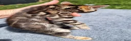 Bengal cats for sale: Beautiful TICA registered Bengal Kittens - Advert 27