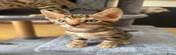 Bengal cats for sale: Registered male bengal kitten - Advert 2