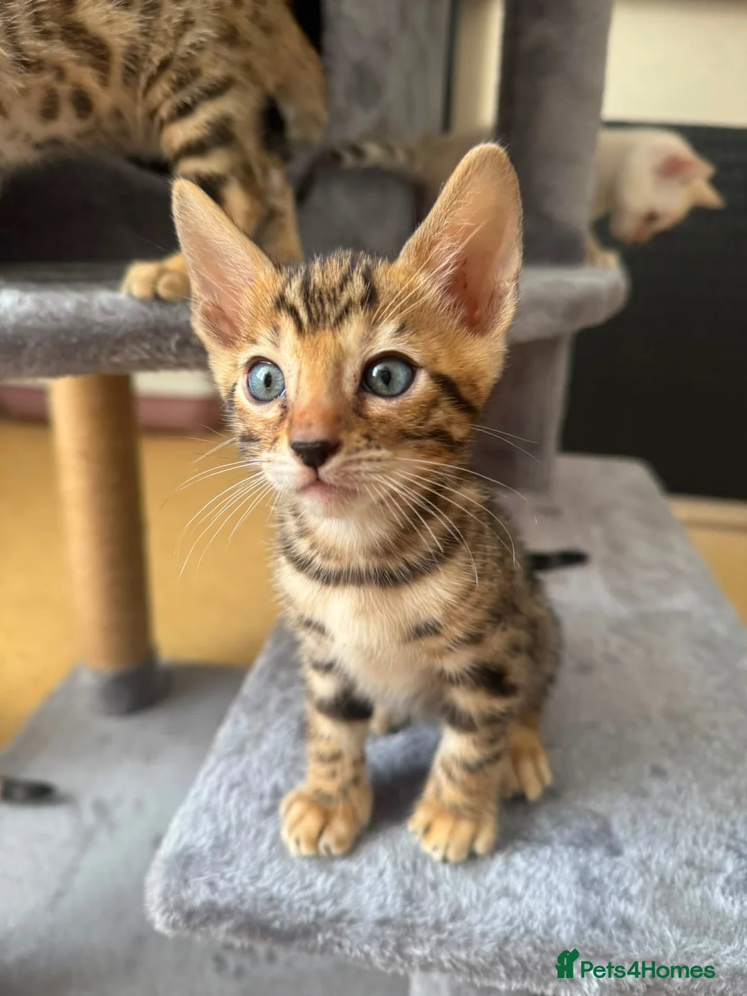 Bengal cats for sale: Registered male bengal kitten - Advert 2