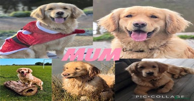 Golden Retriever dogs - Advert 13