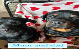 Rottweiler dogs for sale: 2 girls remaining  - Image 17