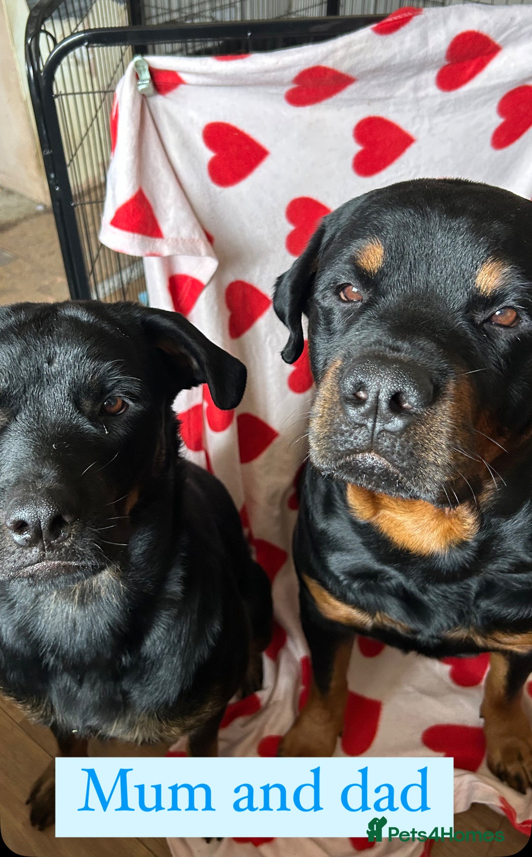 Rottweiler dogs for sale: 2 girls remaining  - Image 17